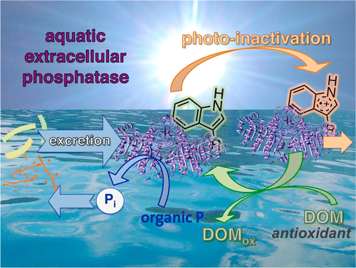 photoinactivation of extracellular phosphatases