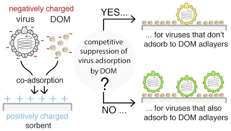 Enlarged view: virus-DOM